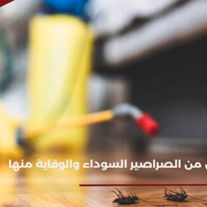 إرشادات للتخلص من الصراصير السوداء والوقاية منها